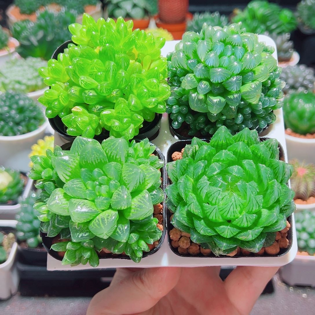 樱水晶姬玉露群雪花水晶草原盆土