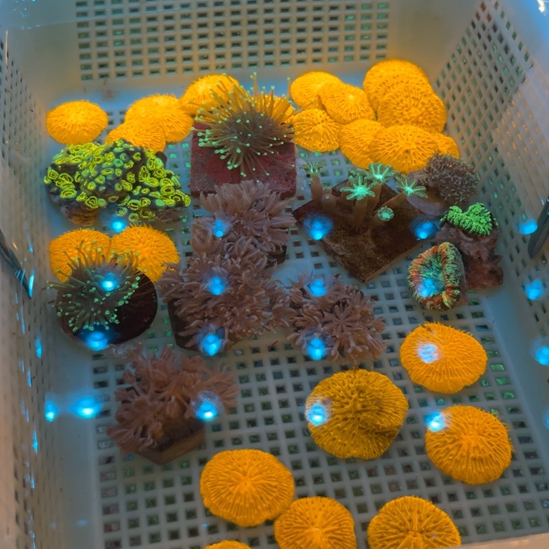 龙***哥奶嘴海葵飞盘11111