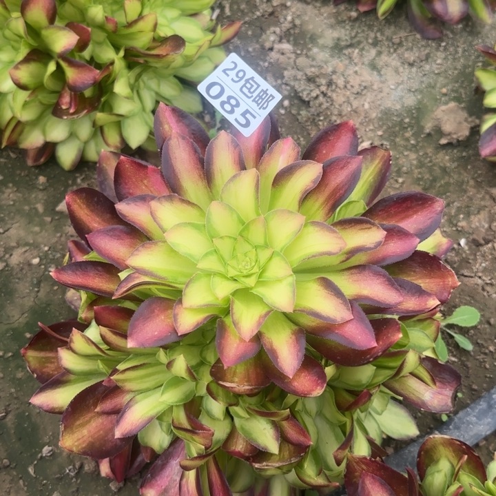 韶华……多肉植物的