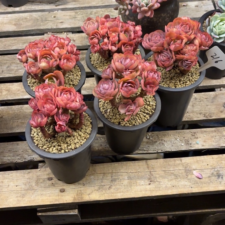 小***太多肉植物，秀妍216，物流到付