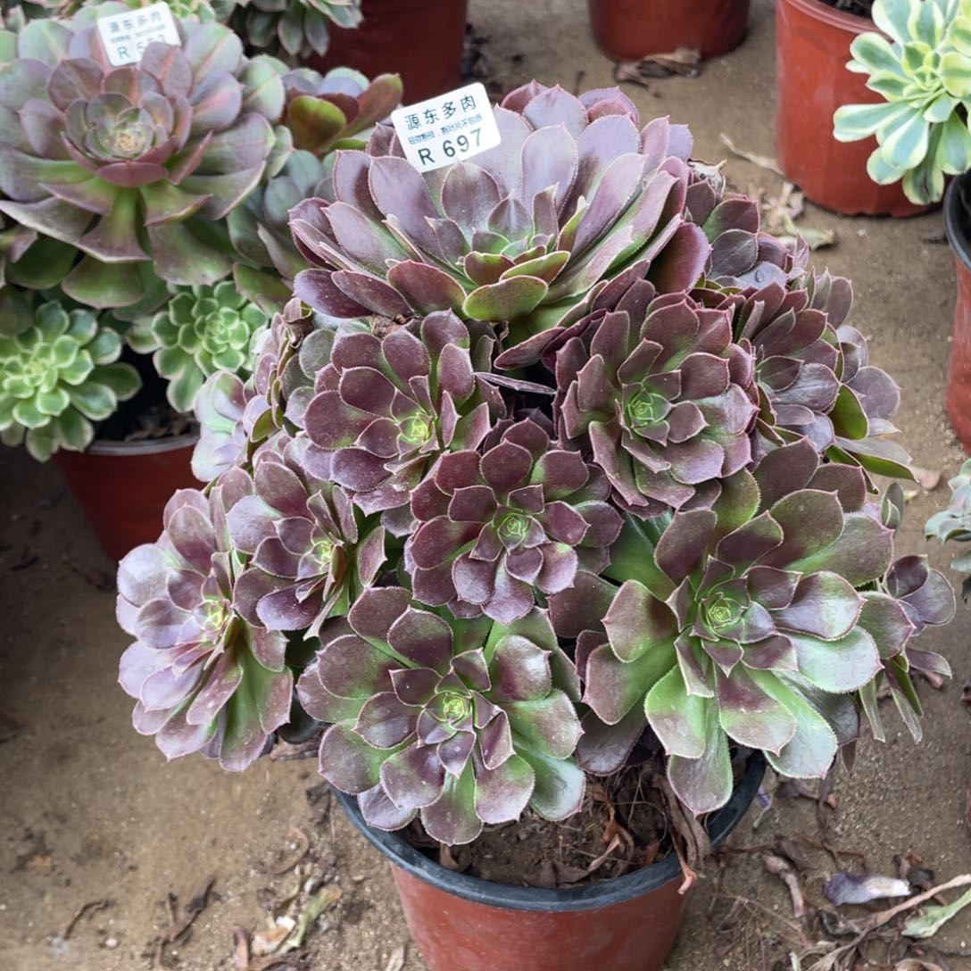 697鸡蛋多肉法师断枝不包