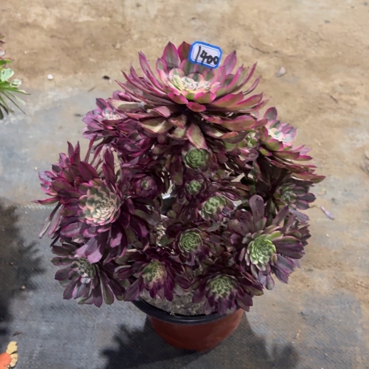 红锦变异1400法师多肉