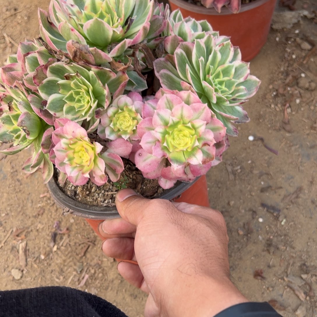 吃***吗743海仙多肉植物法师