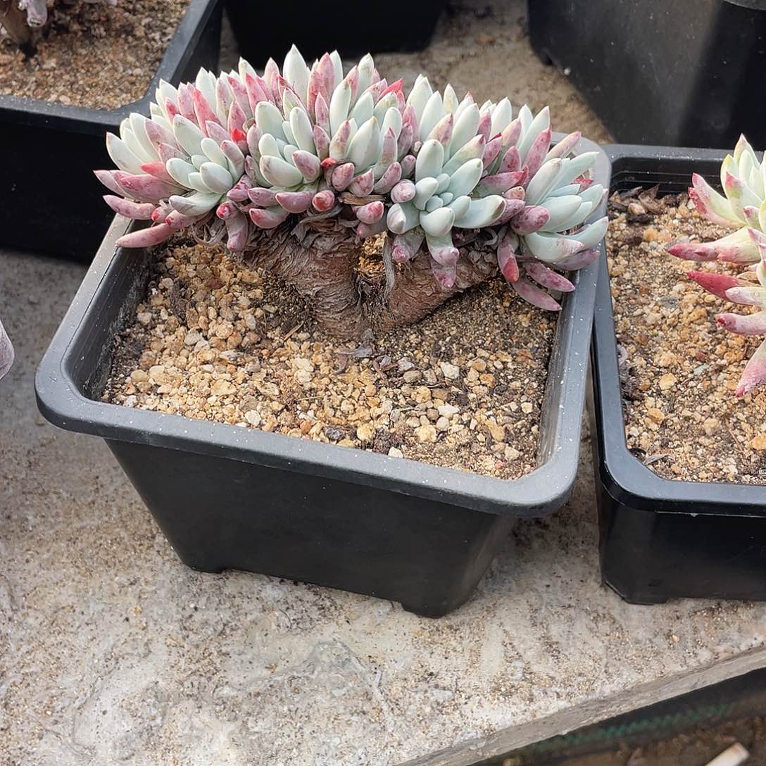 晨溪园艺仙女杯呀