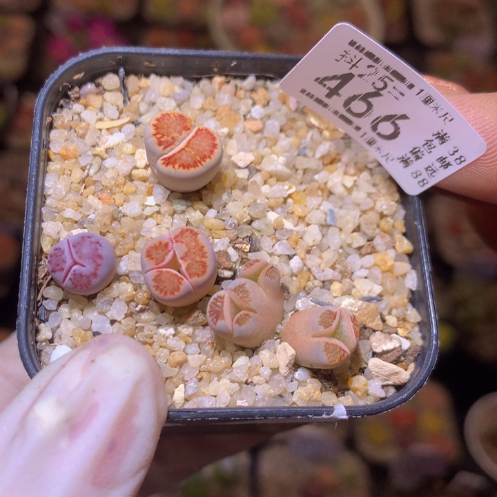 精品生石花25.466