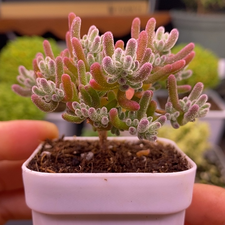 无花朵15冰红。       