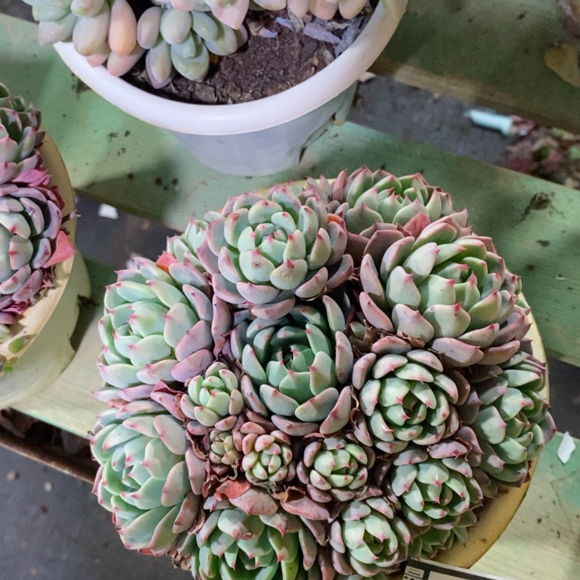 【闪购商品】娜娜小沟08159