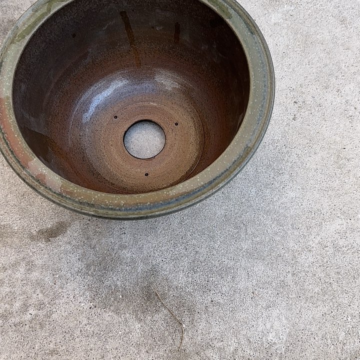 红陶芝**沃瑕疵一个25厘米