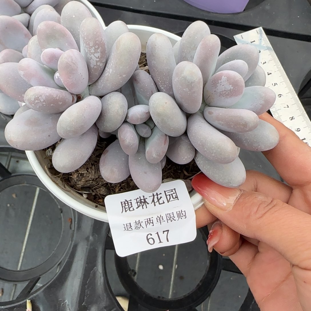 闪购精品多肉617号