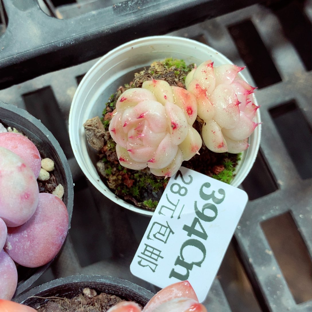 5厘米盆精控多肉394