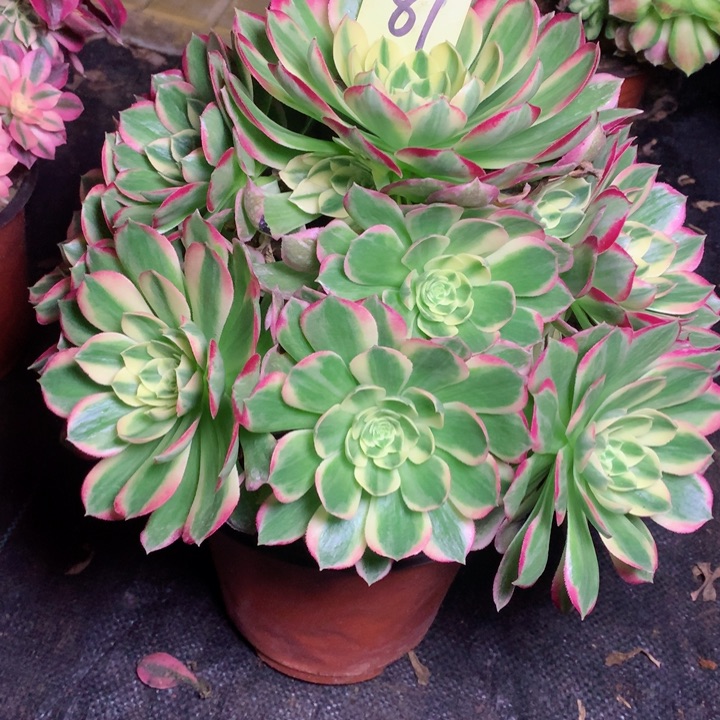 81海王多肉111111