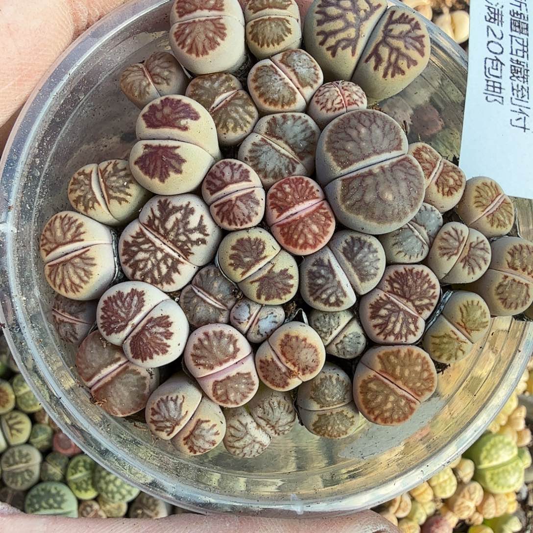 哈哈笑不出眼泪啦啊648是