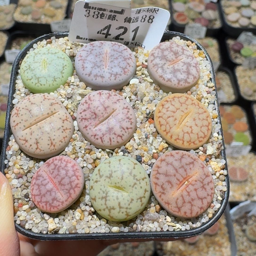 Ssss精品生石花421