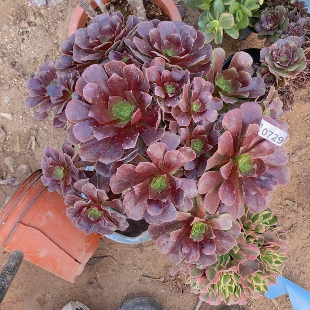 729 号一物一拍多肉植物