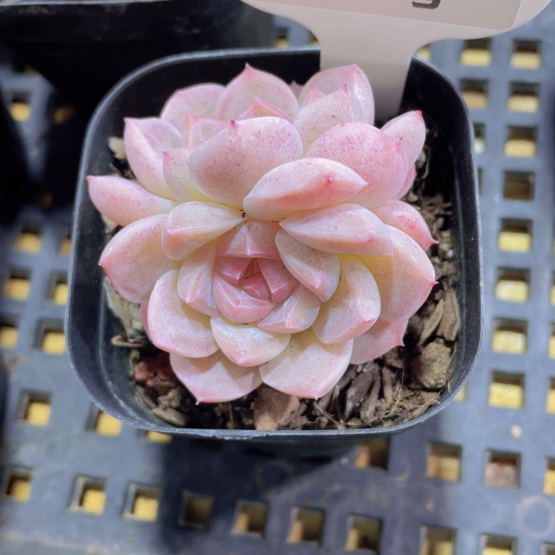 319号 糖心精品白桃