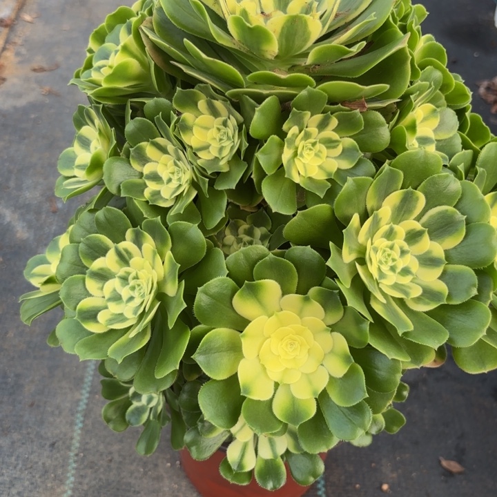 瑞妈，，。。。。328辛尼亚，