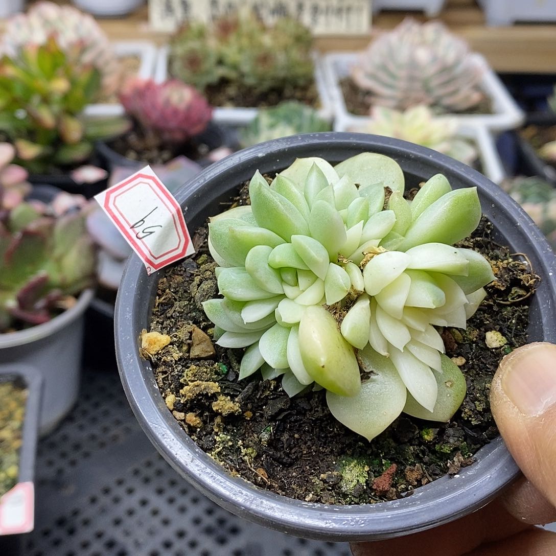 1759 麦秆花脸锦 4 头群 需延时发货