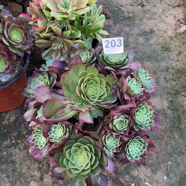 203莲花阴阳多肉