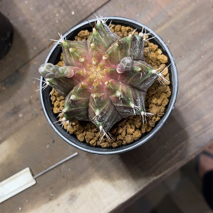 实生泰国轮回特价200