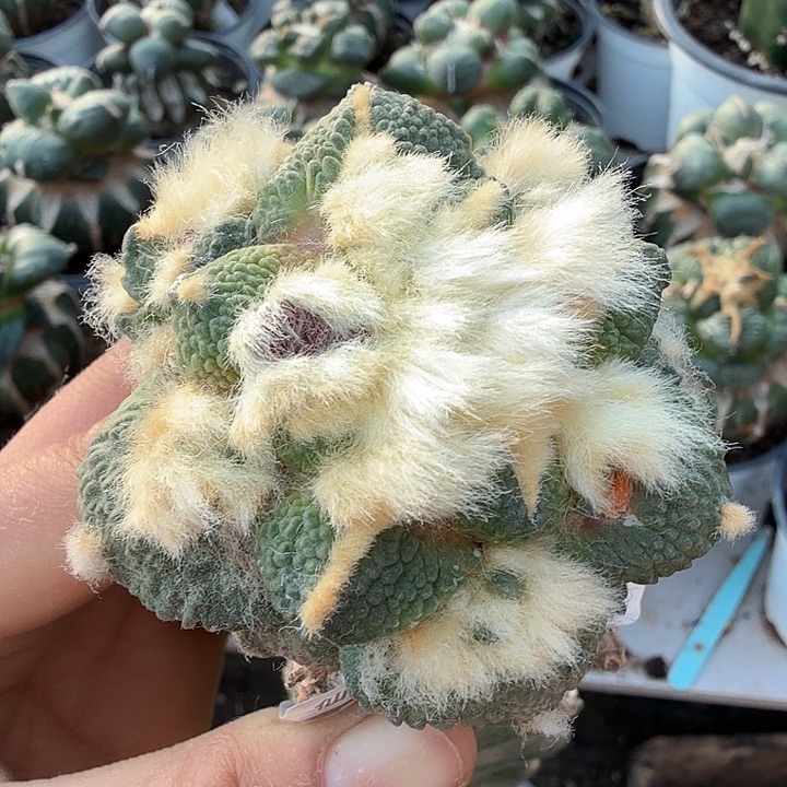 无花朵268黑斯拉牡丹