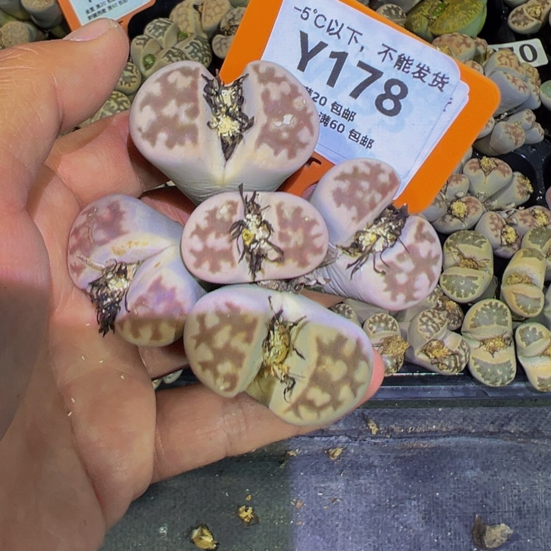 178 生石花一物一拍