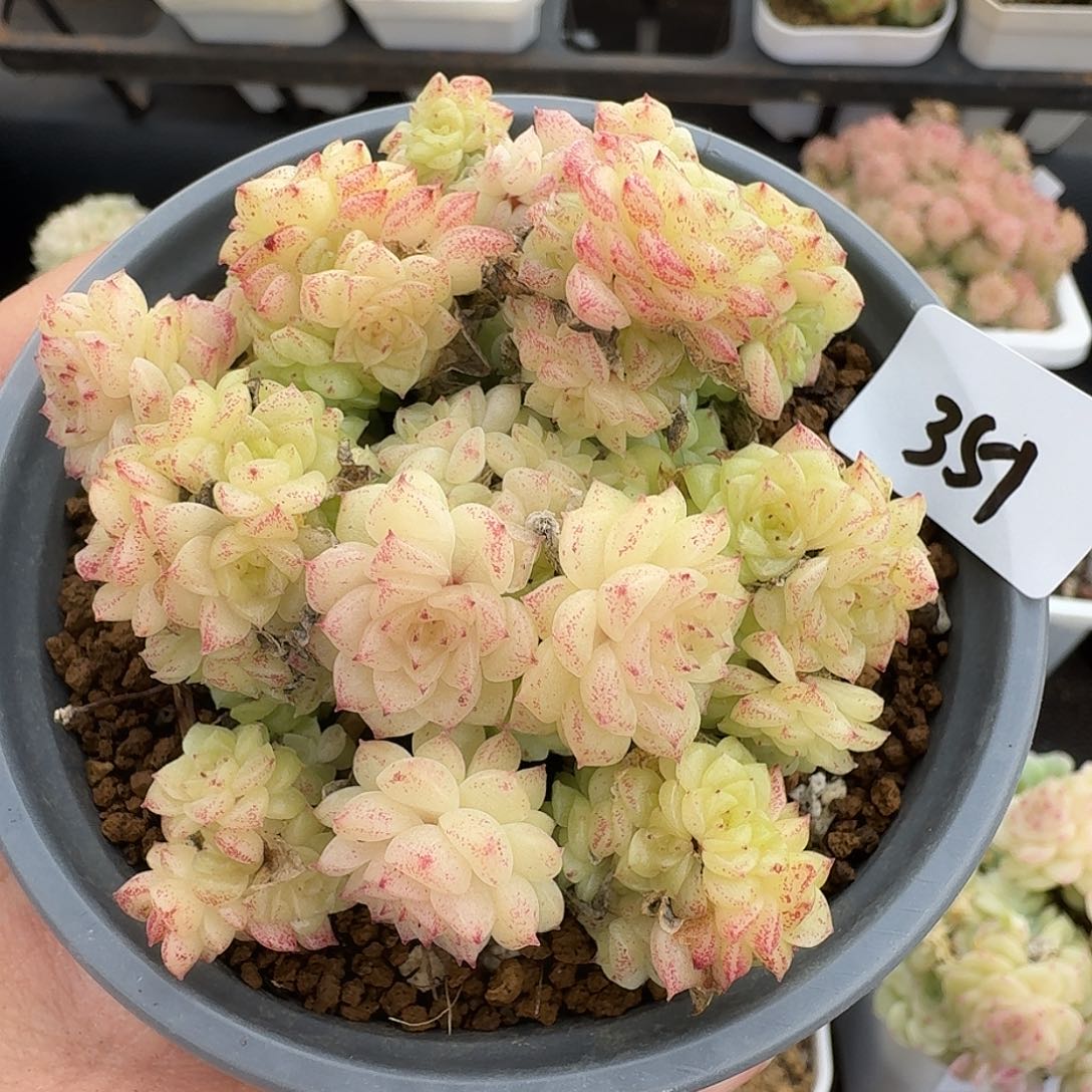 一物一拍一物一拍1213-351