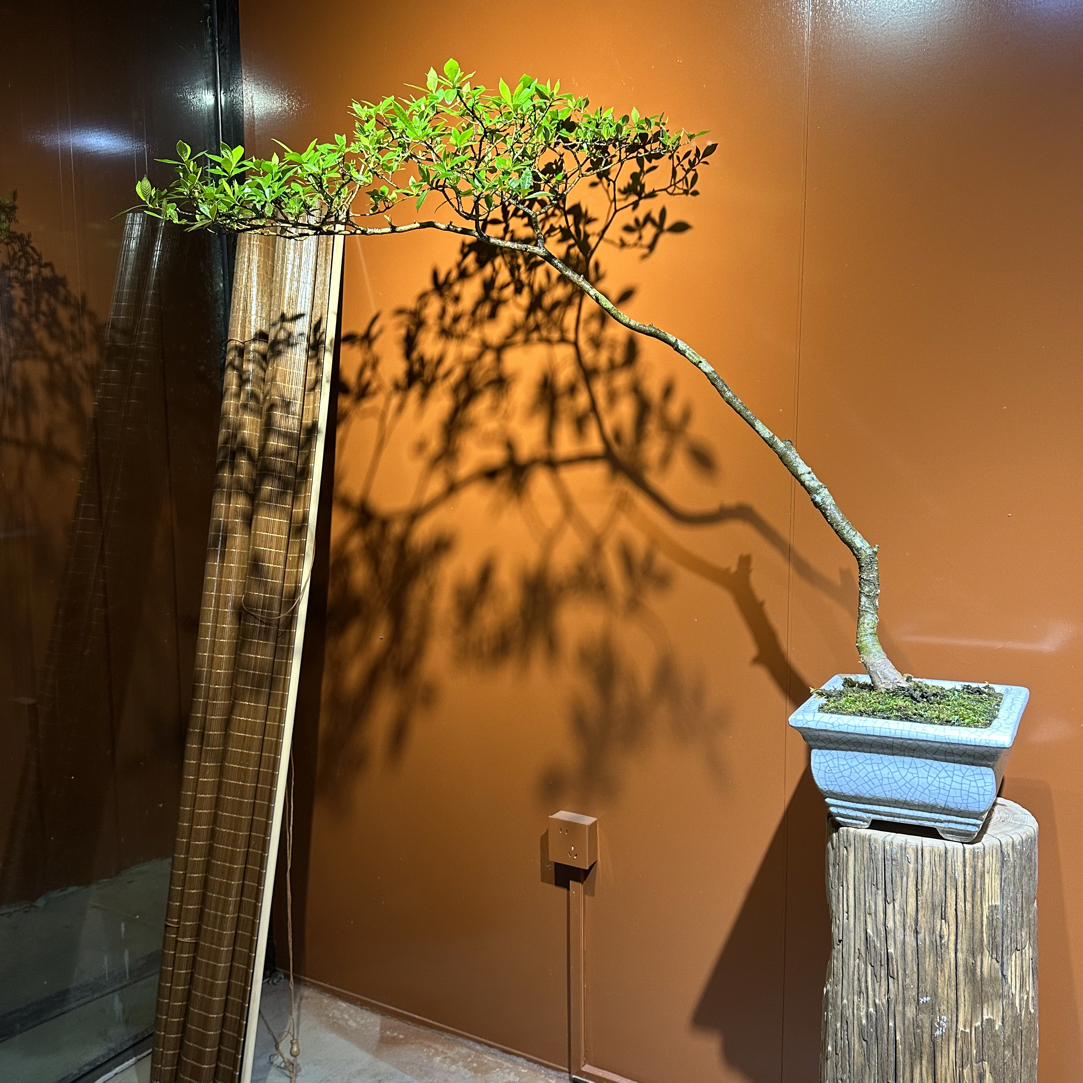 【遇繁花盆景】精品海岛小叶栀子花盆栽