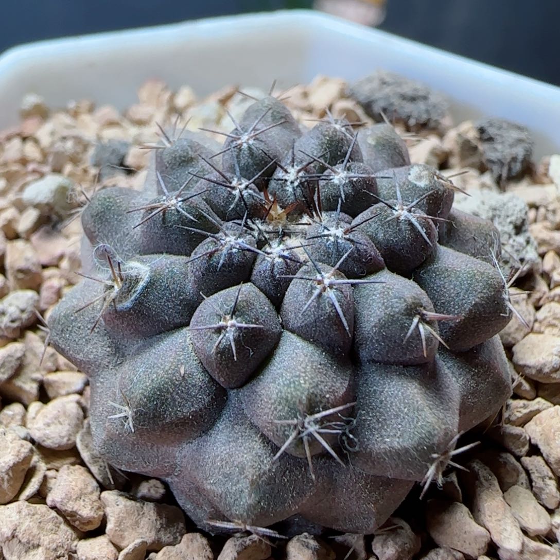 实生龙爪球多肉2.8厘米