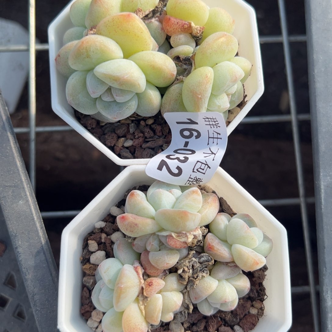 小卡拉米糖心一物一拍16-32不包整