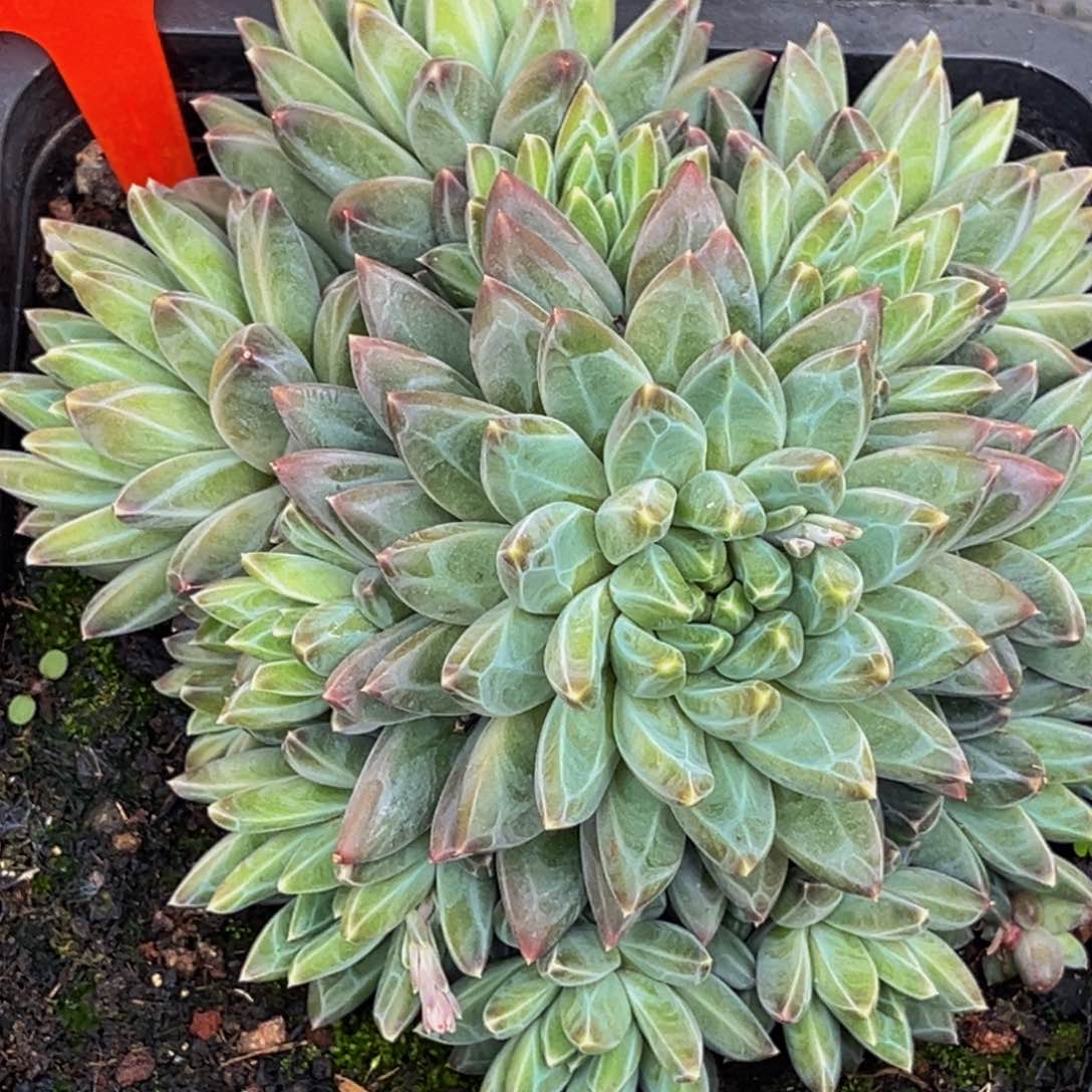 2727号上午多肉植物群生多肉植物