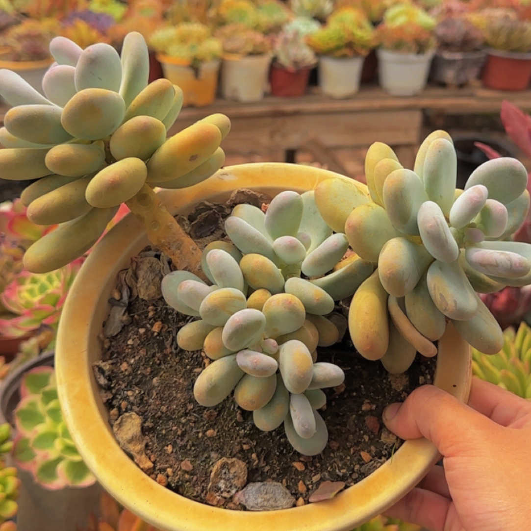 多肉植物美人系列原始奶酪（绿植.花卉.盆栽.精品多肉  花花草草