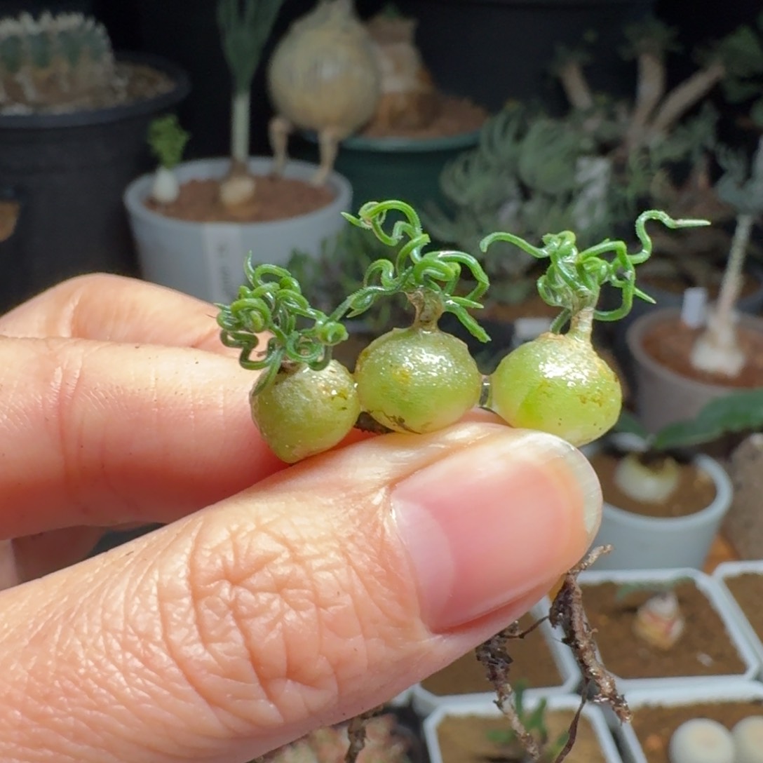 泰迪海葱一物一拍