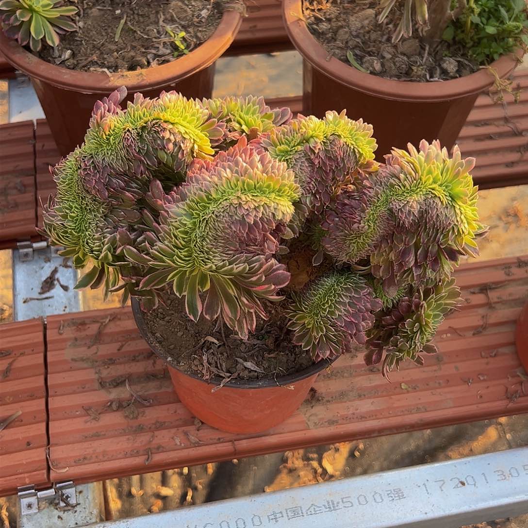 巨*博水墨画缀化脱土发货