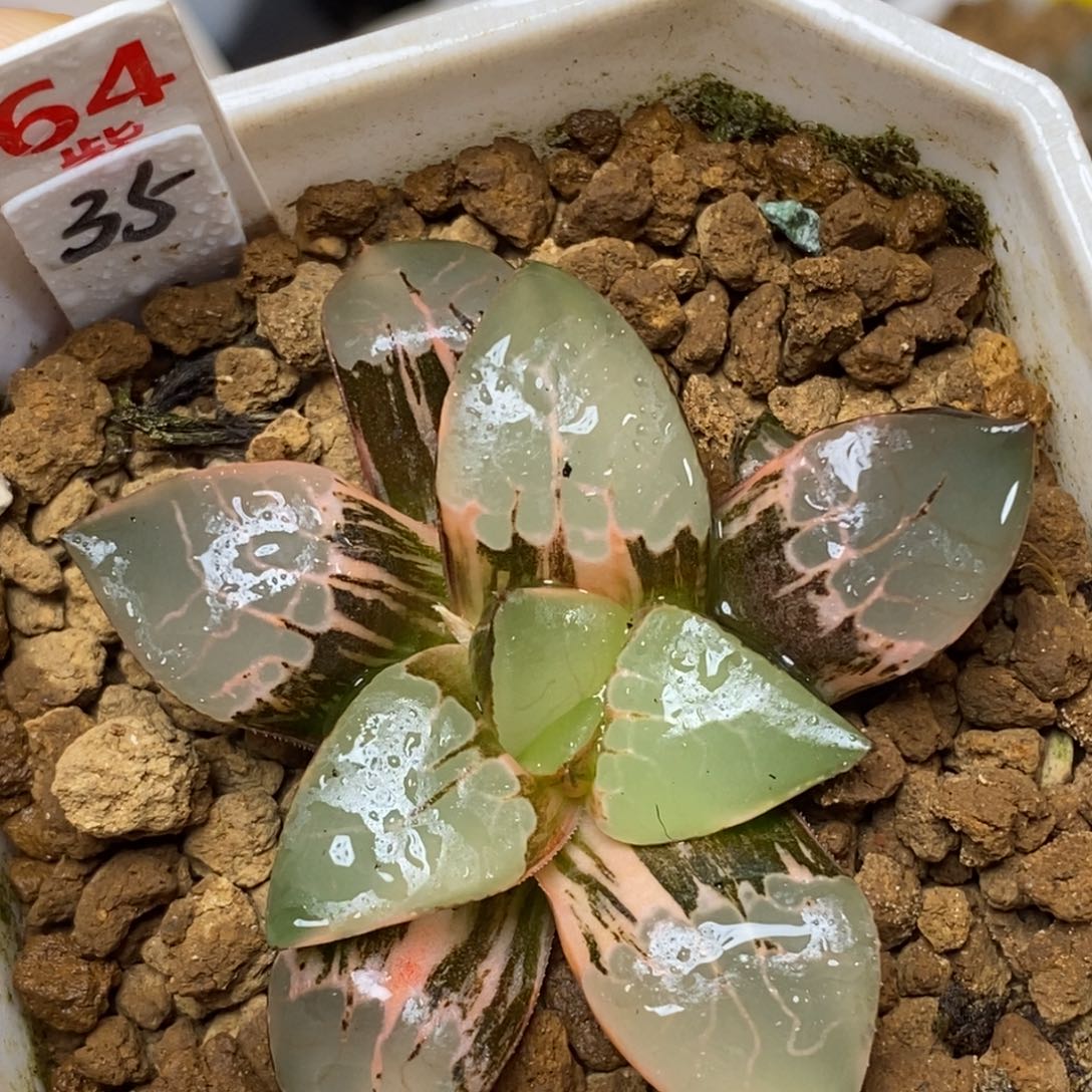 64火凤凰克多肉植物