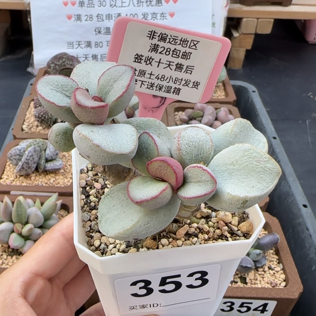 P****0353白雪公主多肉