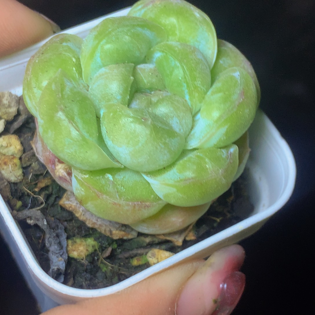 胖虎 一物一拍 包邮 