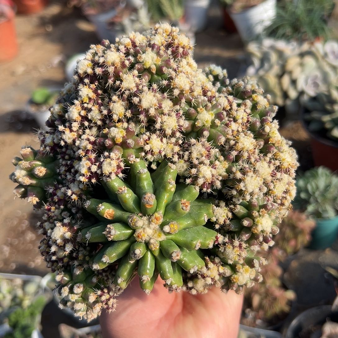 多肉植物金虎泉群