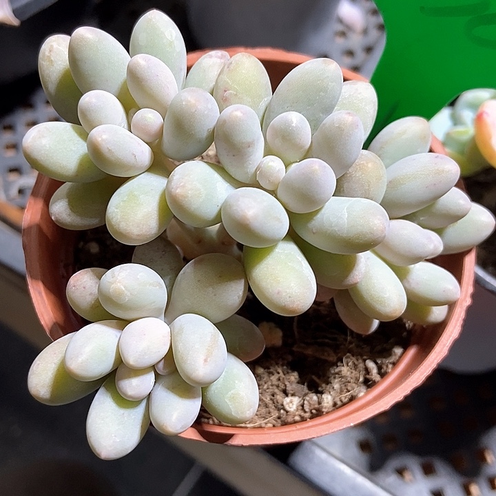 多肉植物938多肉