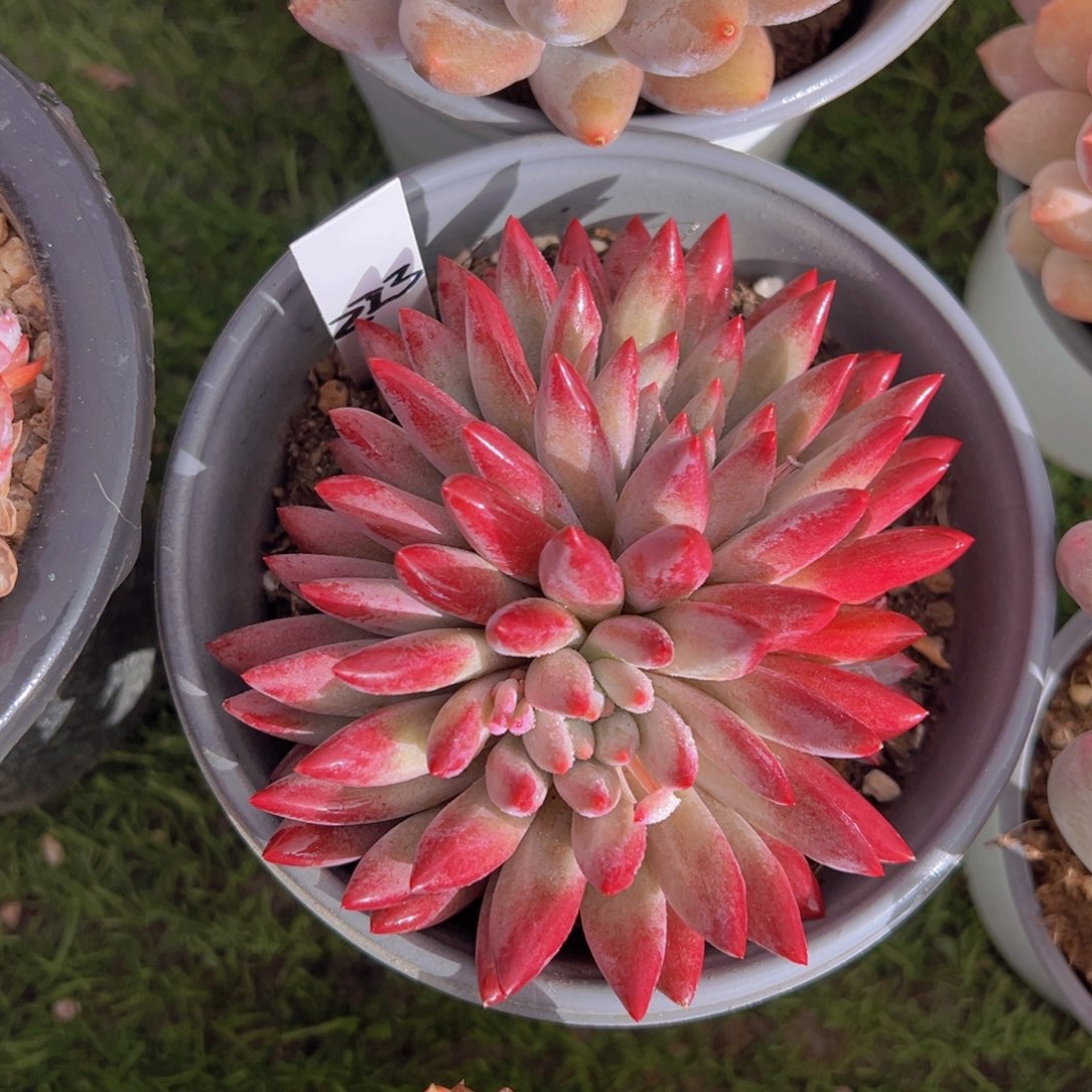 香玉的故事是一个人的故事