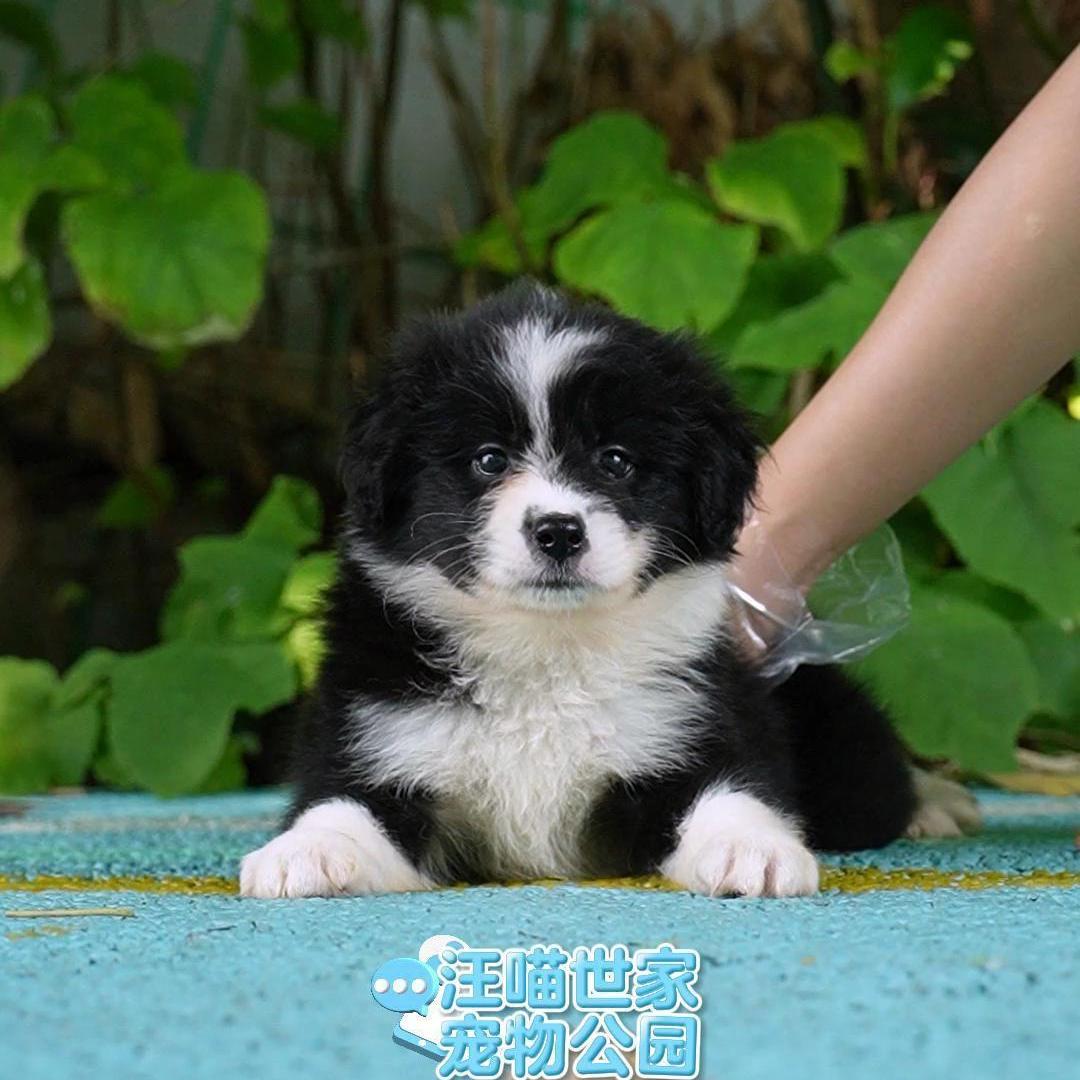0812拍摄6号黑白边牧狗狗幼犬宠物妹妹①8.14②9.3③9.20