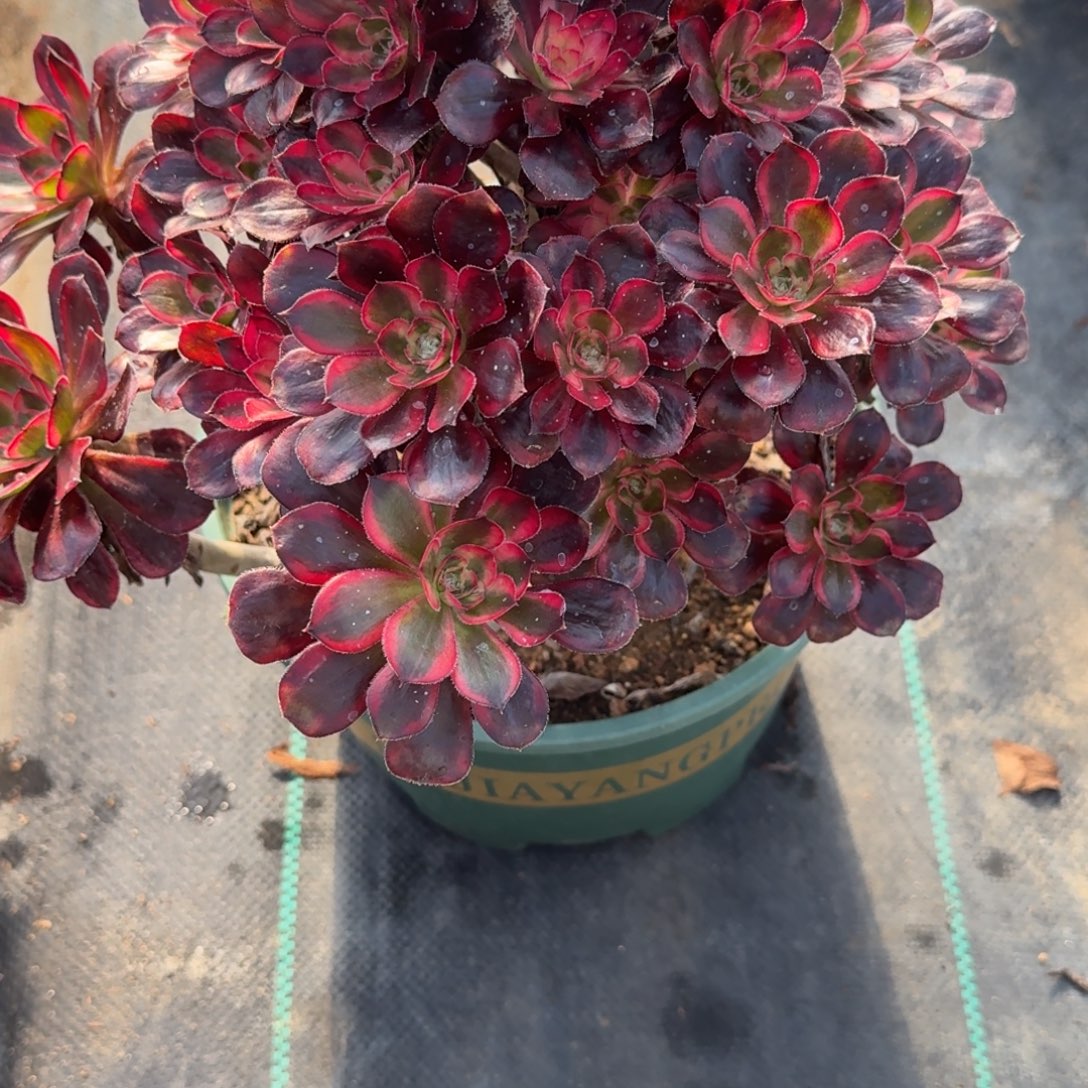 香奈儿多肉植物661