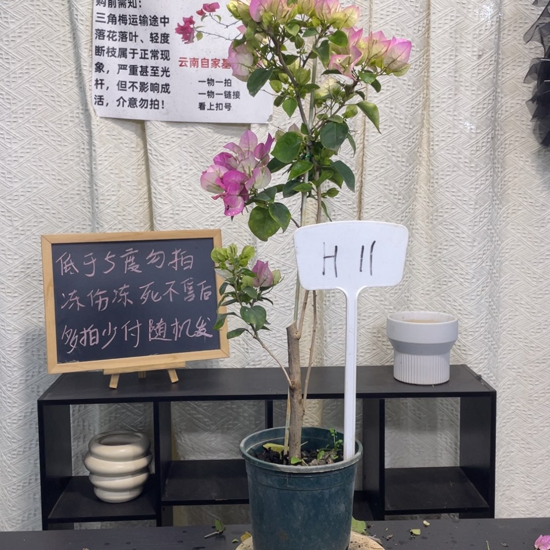 大量花朵（建议范围：8朵-15朵 或40%以上）绿樱H11