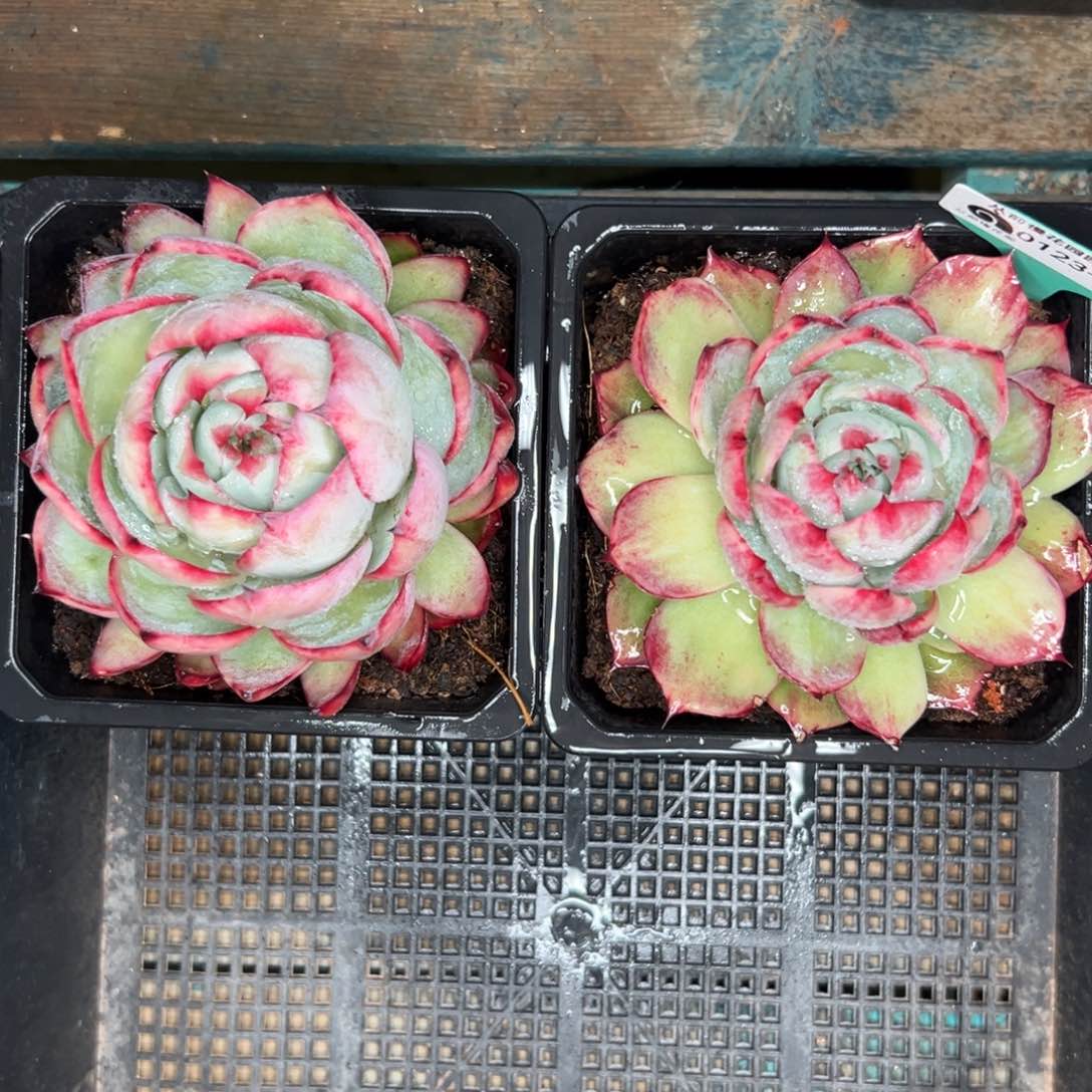 多肉编号0123-230