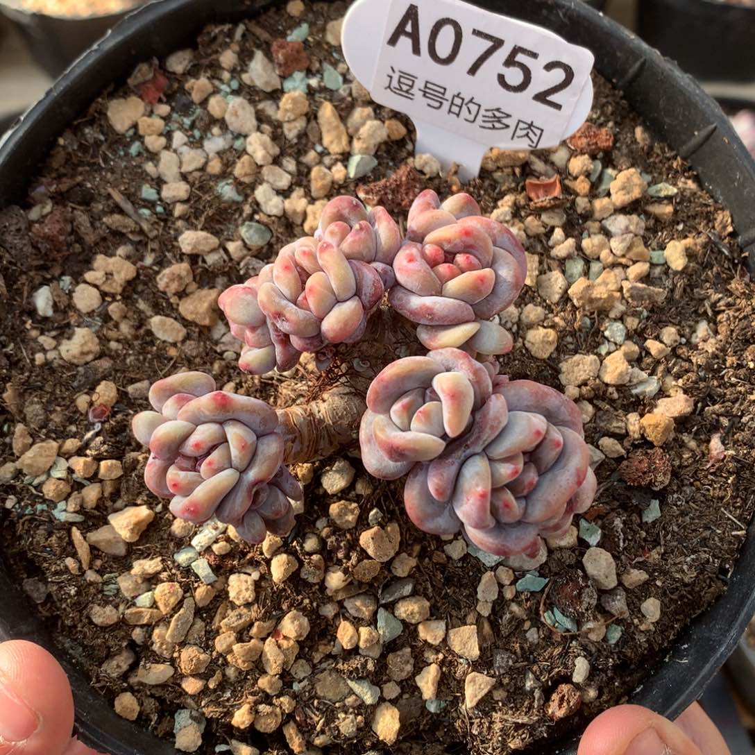 Y***儿A0752 突尼斯老桩自然群 8cm