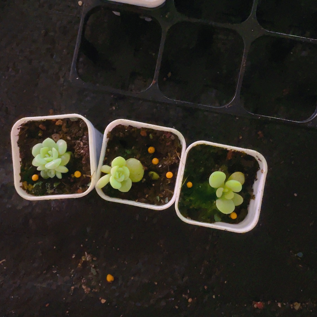 白冰中盆一个满25包邮