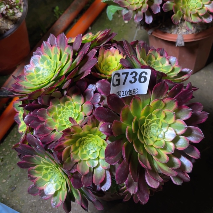 瑞妈多肉1.30.736