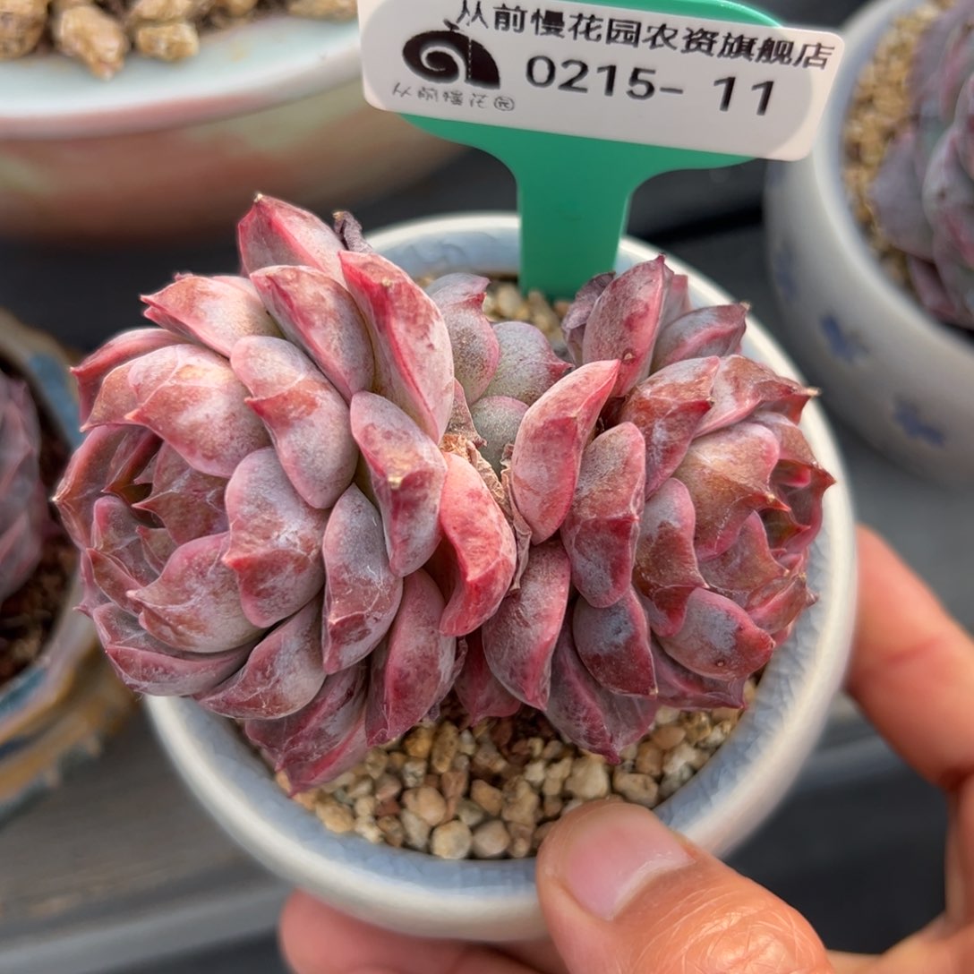 多肉一物一拍0215-11