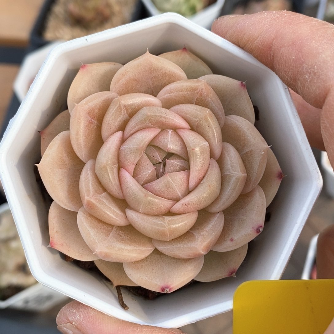 精品多肉一物一拍不包整56