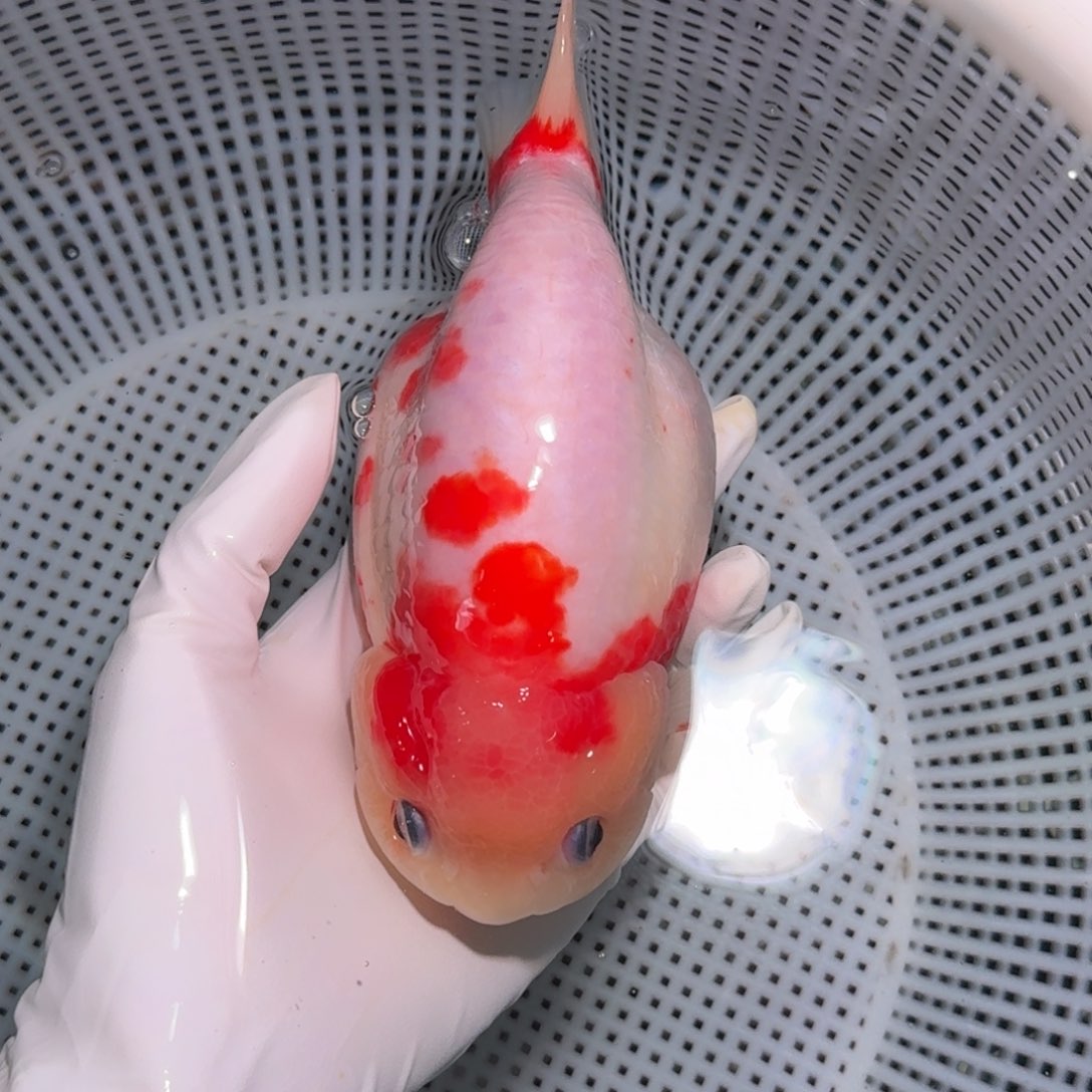 金鱼类不分公母16