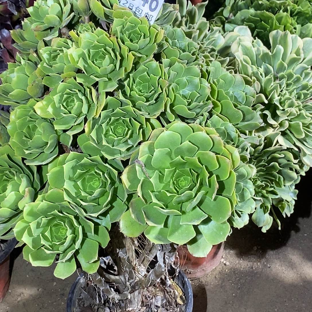 最***见646绿羊绒多肉植物一物一拍